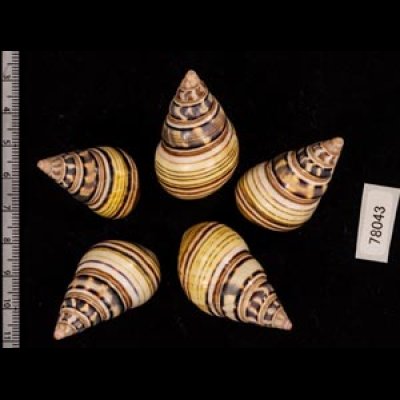 コシオビイトヒキマイマイ Liguus fasciatus achatinusfig.2