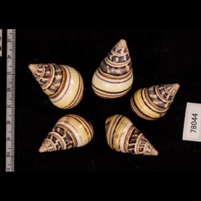 コシオビイトヒキマイマイ Liguus fasciatus achatinusfig.2