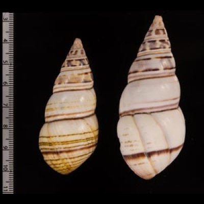 コシオビイトヒキマイマイ Liguus fasciatus achatinusfig.2