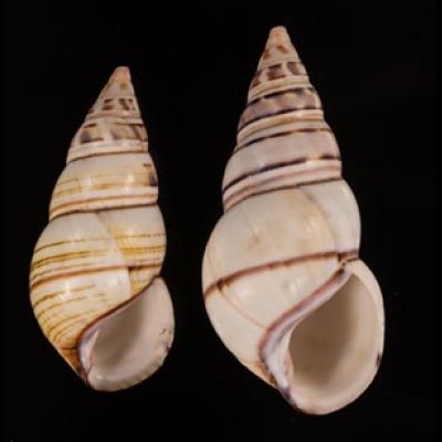 コシオビイトヒキマイマイ Liguus fasciatus achatinusfig.1