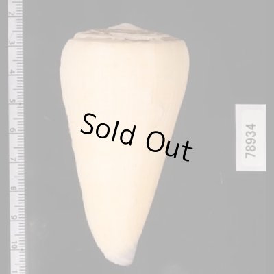 オトメイモ Conus virgofig.2