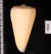 オトメイモ Conus virgofig.2