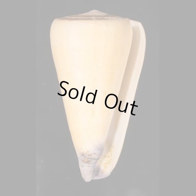 オトメイモ Conus virgofig.1