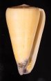 オトメイモ Conus virgofig.1