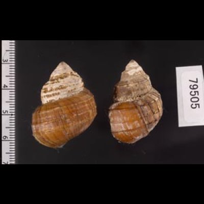 ラナオカクタニシ (仮称) Angulyagra clemensifig.2