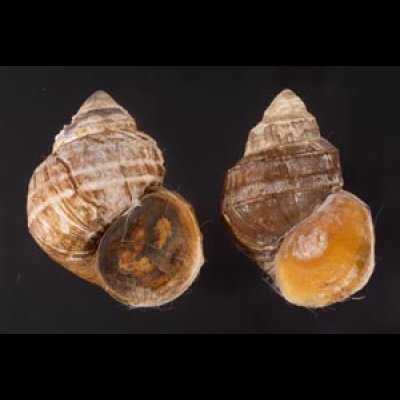 ラナオカクタニシ (仮称) Angulyagra clemensifig.1
