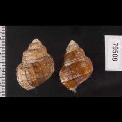 ラナオカクタニシ (仮称) Angulyagra clemensifig.2