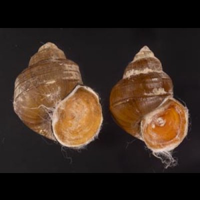 ラナオカクタニシ (仮称) Angulyagra clemensifig.1