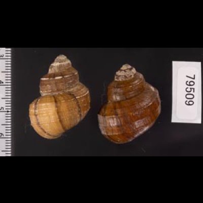 ラナオカクタニシ (仮称) Angulyagra clemensifig.2