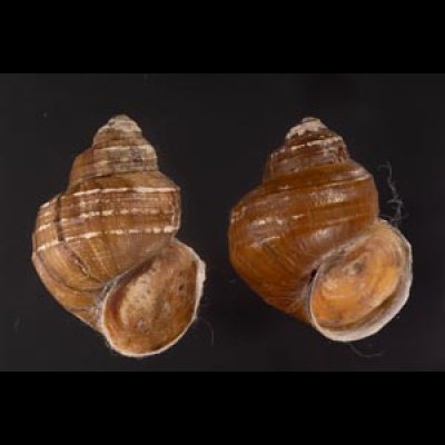 ラナオカクタニシ (仮称) Angulyagra clemensifig.1
