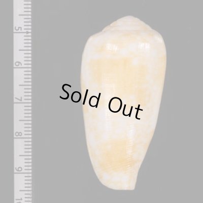 ミナミアジロイモの一型 Conus  omaria viperinusfig.2