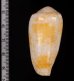 ミナミアジロイモの一型 Conus  omaria viperinusfig.2