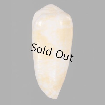 ミナミアジロイモの一型 Conus  omaria viperinusfig.3