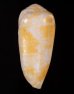 ミナミアジロイモの一型 Conus  omaria viperinusfig.3