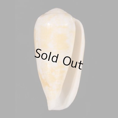 ミナミアジロイモの一型 Conus  omaria viperinusfig.1