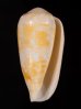 ミナミアジロイモの一型 Conus  omaria viperinusfig.1