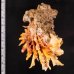 ヒレインコ Chama  lazarusfig.2