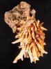 ヒレインコ Chama  lazarusfig.3