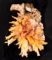 ヒレインコ Chama  lazarusfig.1