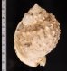 ニクイロカブトウラシマ Echinophoria carnosafig.2