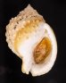 ニクイロカブトウラシマ Echinophoria carnosafig.1