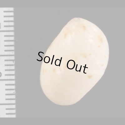 ヒロクチリスガイ Mammilla melanostomoidesfig.2