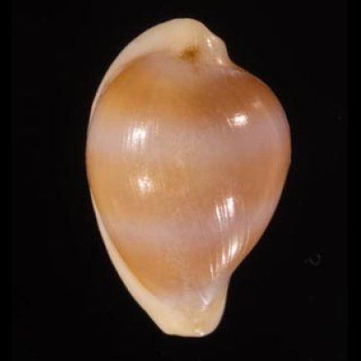 チャオビケボリ Margovula bimaculata tinctilisfig.1