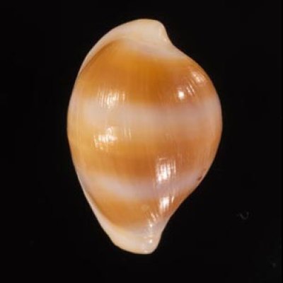 チャオビケボリ Margovula bimaculata tinctilisfig.1