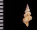 アラボリトゲコウシツブ Veprecula  vepraticafig.2