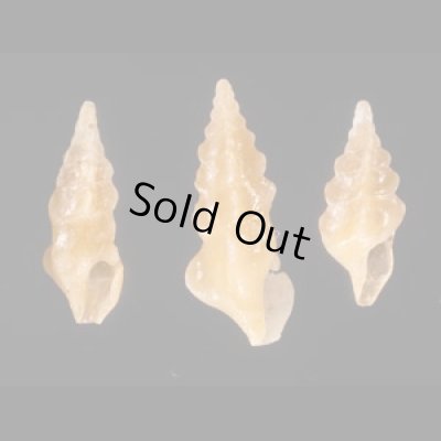 ホシクズヒロイ Plagiostropha quintuplexfig.1