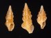 ホシクズヒロイ Plagiostropha quintuplexfig.1