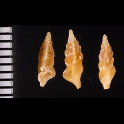 ホシクズヒロイ Plagiostropha quintuplexfig.2