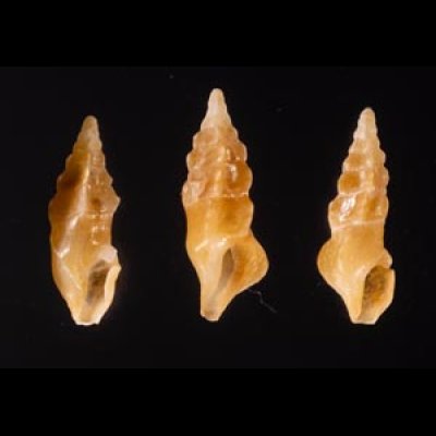 ホシクズヒロイ Plagiostropha quintuplexfig.1