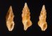 ホシクズヒロイ Plagiostropha quintuplexfig.1