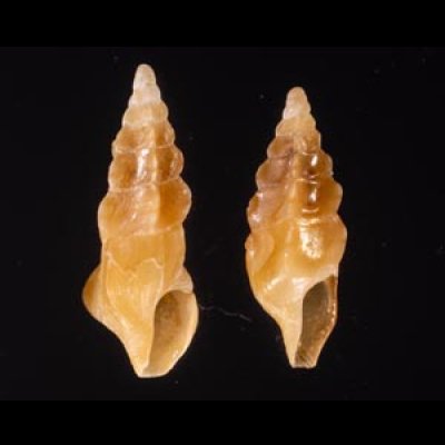 ホシクズヒロイ Plagiostropha quintuplexfig.1