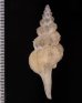 シロヒメナガニシモドキ Pseudolatirus pallidusfig.2