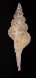 シロヒメナガニシモドキ Pseudolatirus pallidusfig.3