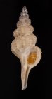 シロヒメナガニシモドキ Pseudolatirus pallidusfig.1