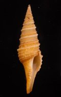 Polystira oxytropis シンシアクダマキ