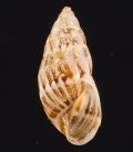 Drymaeus aff.buckleyi バックレイミカンマイマイの近似種