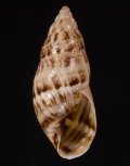 Drymaeus aff.buckleyi バックレイミカンマイマイの近似種