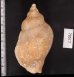 チャイロカミオボラ Volutopsius castaneusfig.2