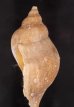 チャイロカミオボラ Volutopsius castaneusfig.3