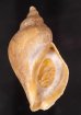 チャイロカミオボラ Volutopsius castaneusfig.1