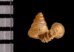 ナンビエントツノタウチ (仮称) Opisthostoma anisopterumfig.2