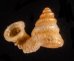 ナンビエントツノタウチ (仮称) Opisthostoma anisopterumfig.1
