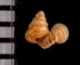 ナンビエントツノタウチ (仮称) Opisthostoma anisopterumfig.2