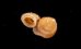 ナンビエントツノタウチ (仮称) Opisthostoma anisopterumfig.3