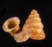 ナンビエントツノタウチ (仮称) Opisthostoma anisopterumfig.1