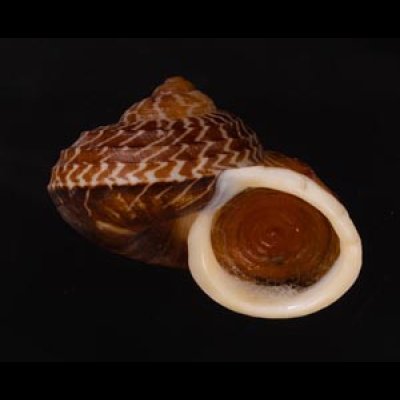 スマトラトラフマイマイ （仮称） Cyclophorus rafflesi eximiusfig.2